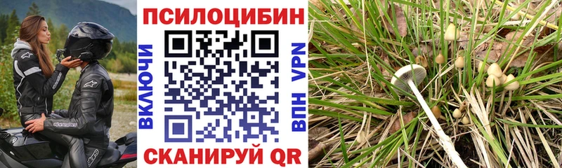 продажа наркотиков Баксан Псилоцибиновые грибы MAGIC MUSHROOMS